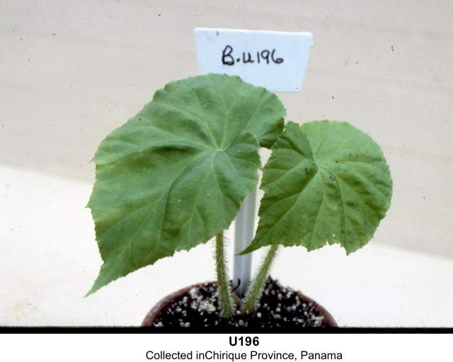 B. u196